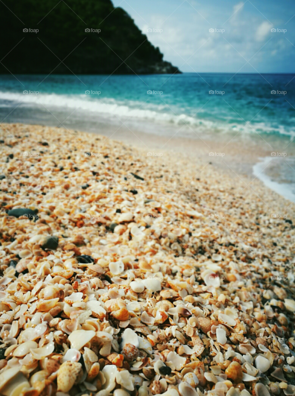 Shell Beach
