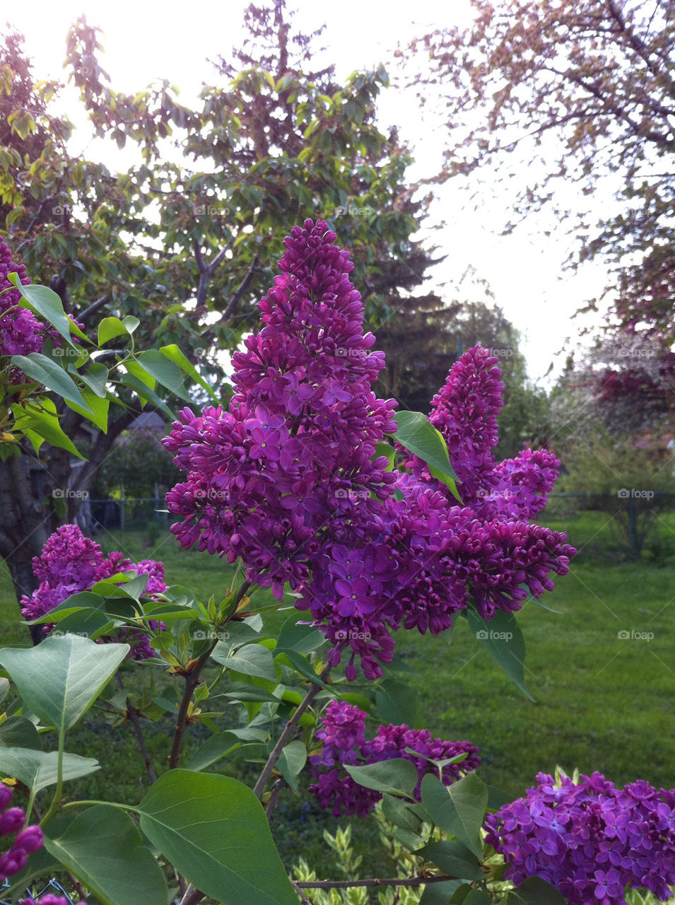 LILAC TREE