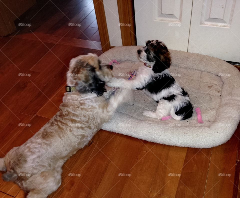 Dog and puppy playing