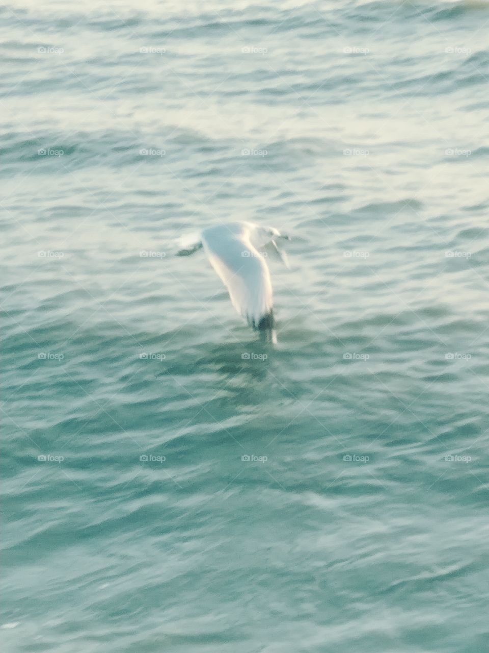 Seagull sea