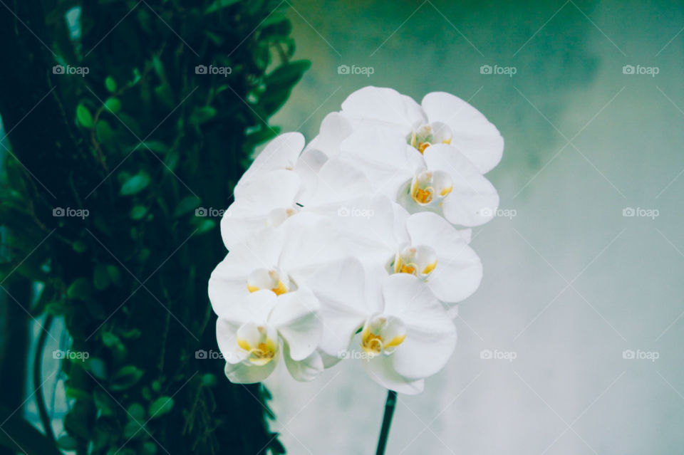 blooming Orchid Flower