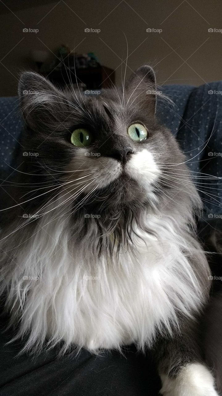 Grey and white long haired domestic cat looking up
