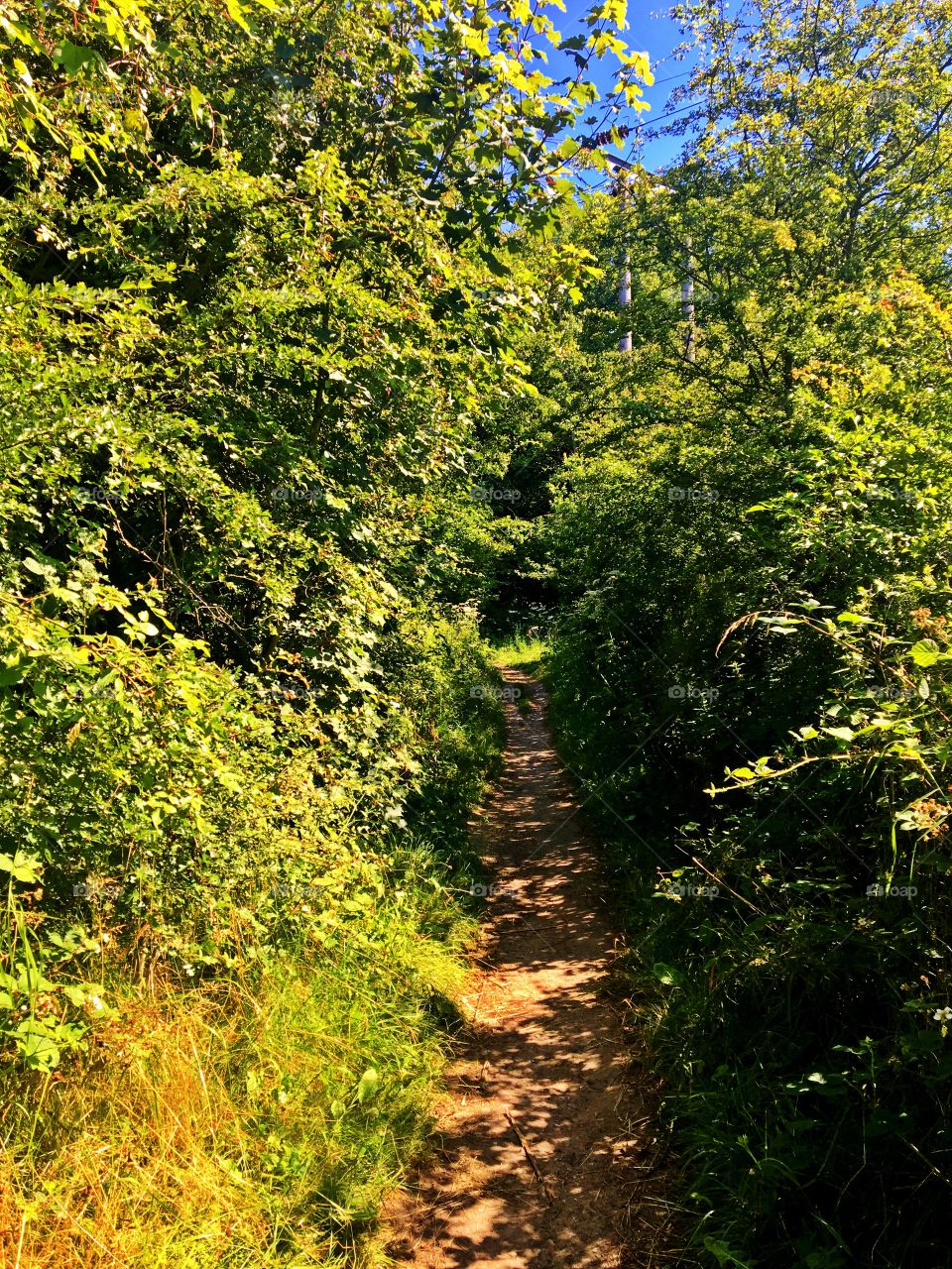 Footpath through the woods