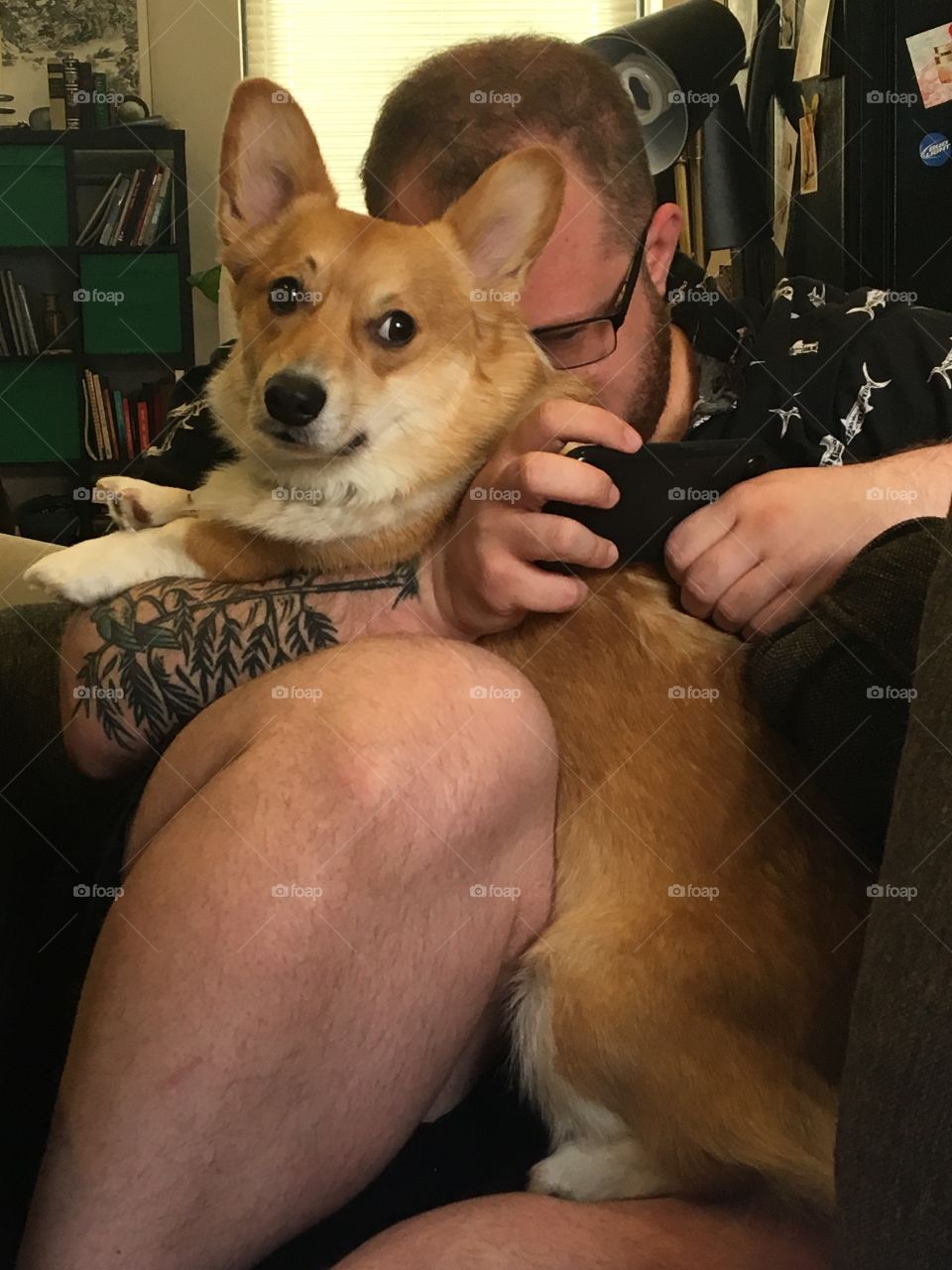 Dog days of summer corgi