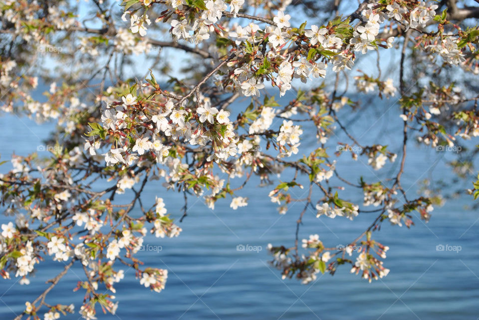 lake blossom cherry st by hiro