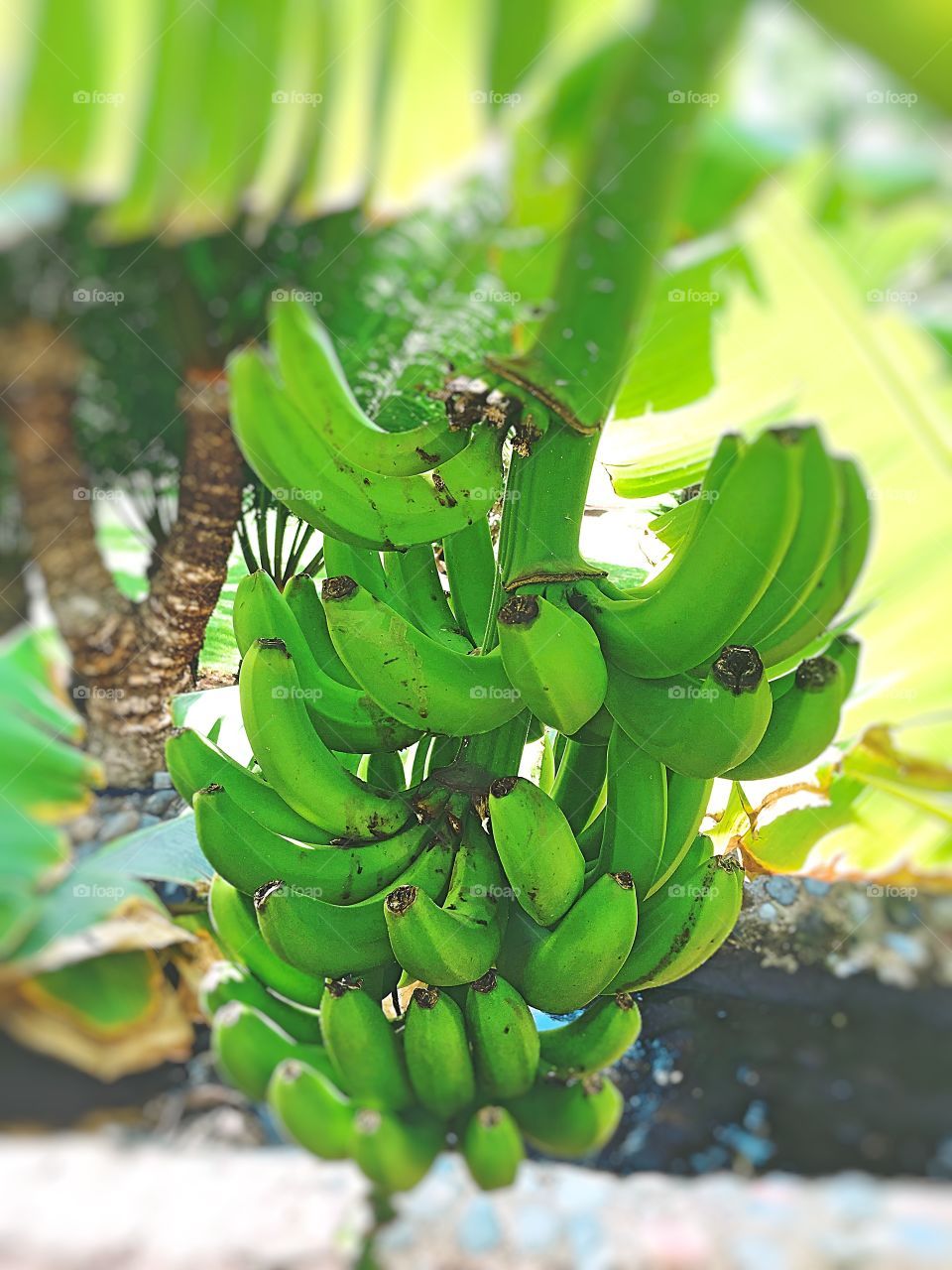 Green bananas, growing in the wild