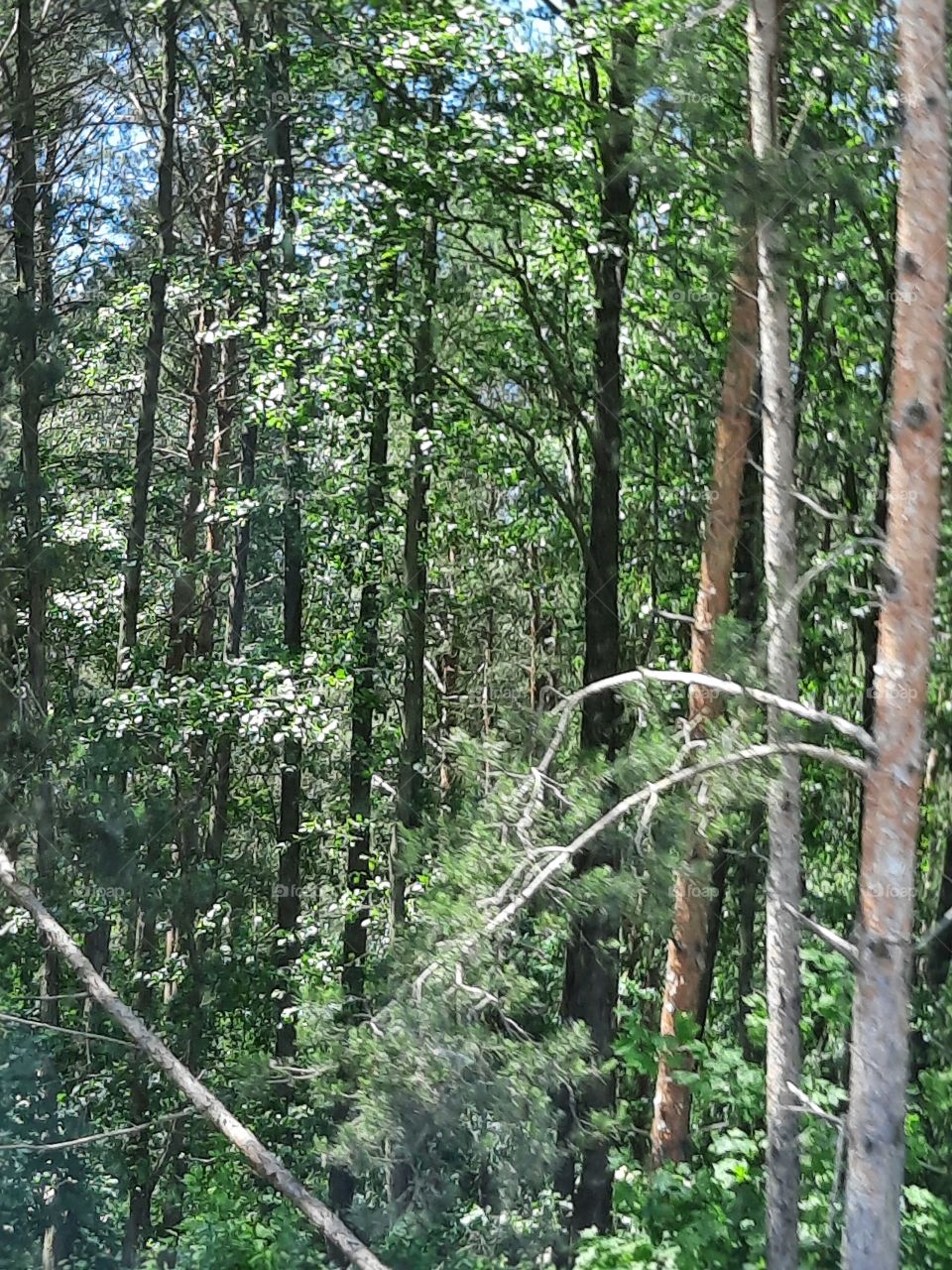 summer in the forest with sunshine and shade