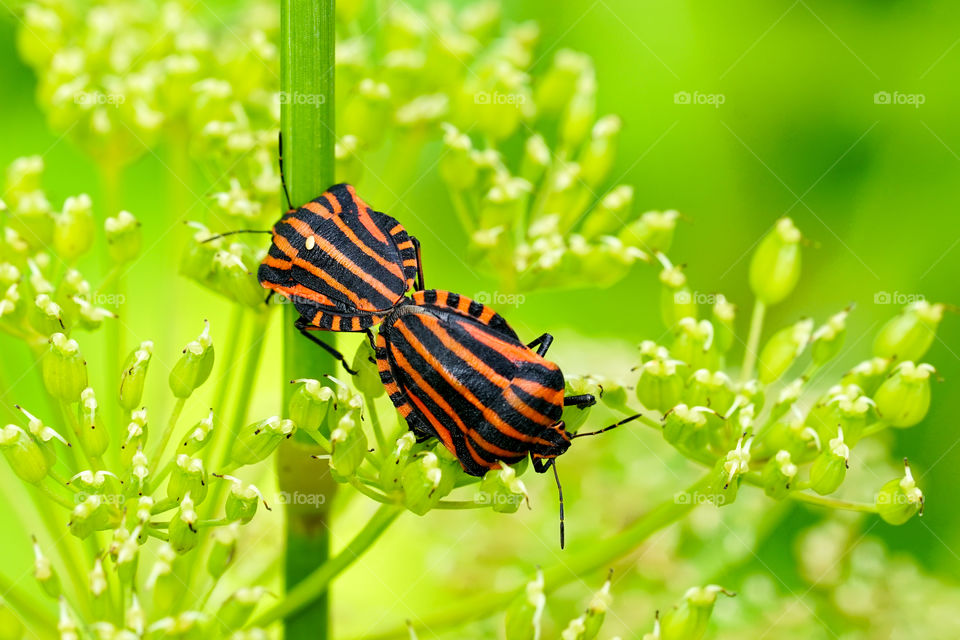 closeup view of the italian striped bug graphosoma lineatum italicum mating on blurred green background