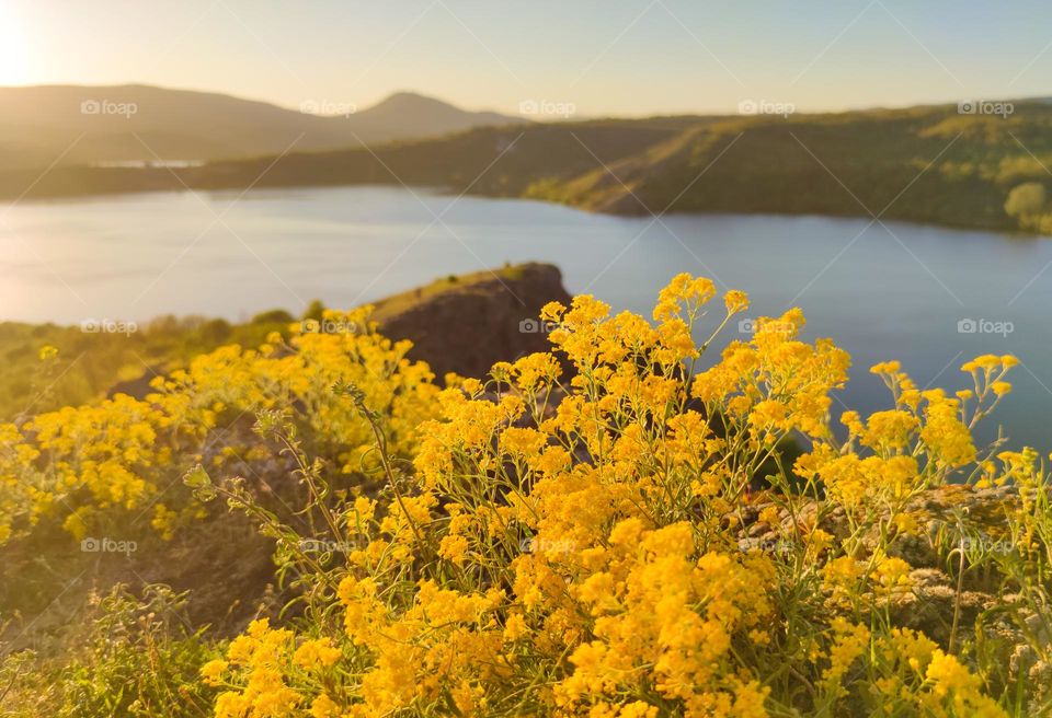 Spring in muted yellow color