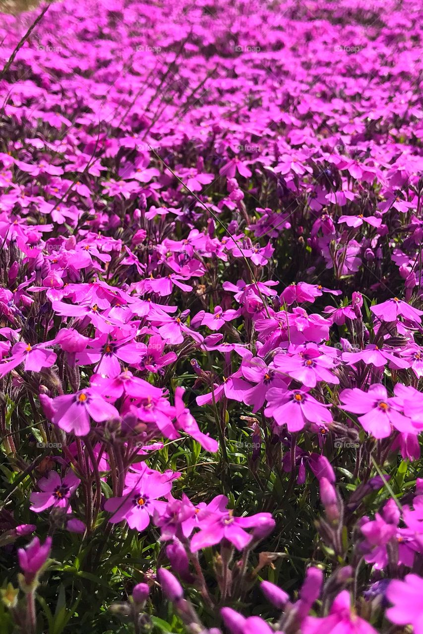 Flowers growing wild at the cemetery.. 