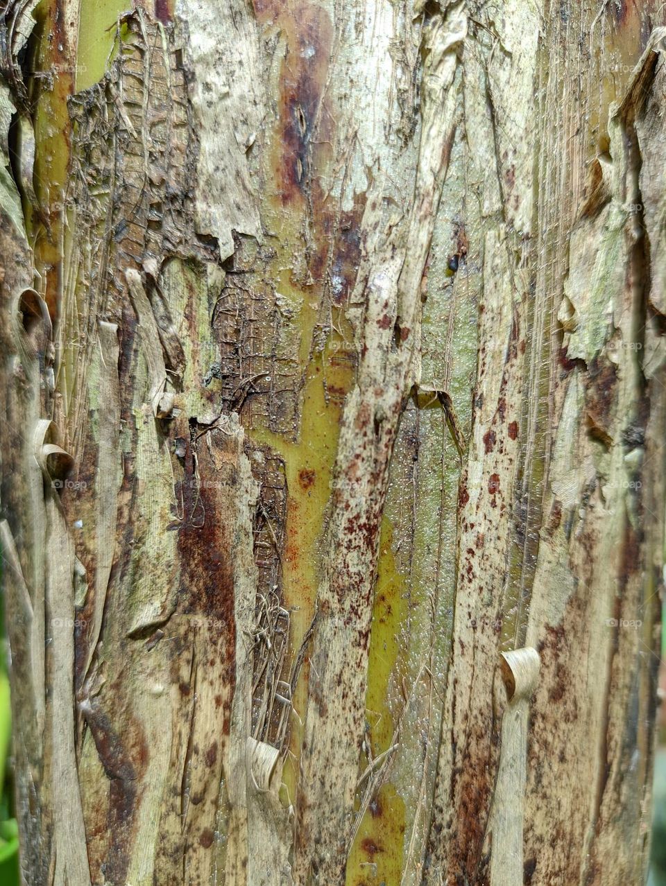 Old banana tree bark is brown