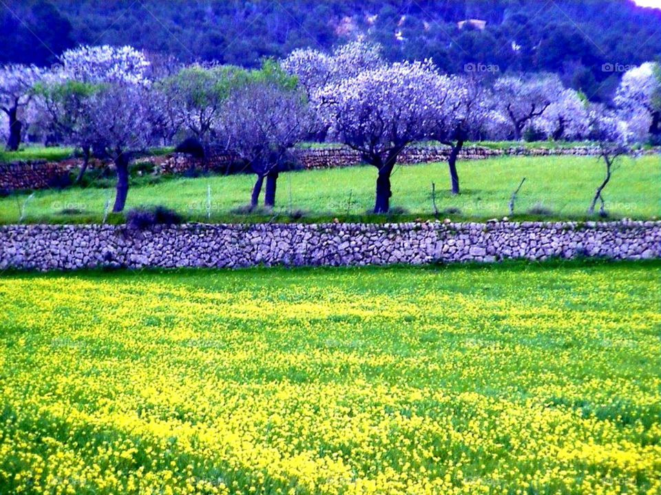 flowers field yellow nature by merethe