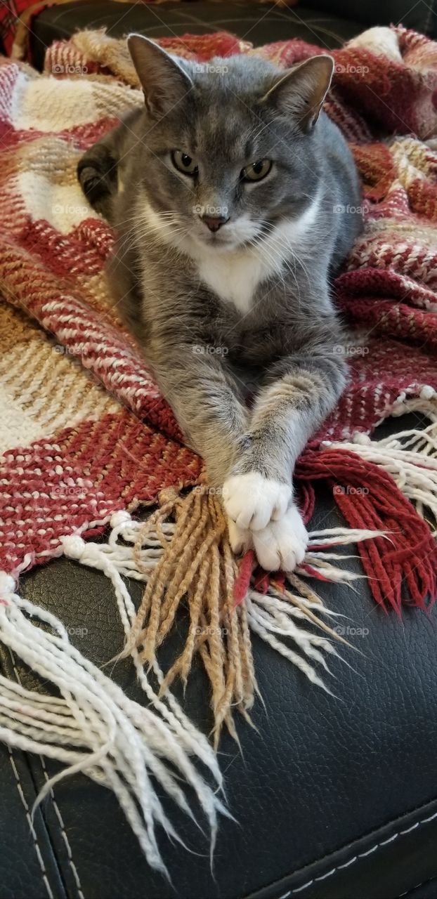 grey cat crossing legs to pose on couch