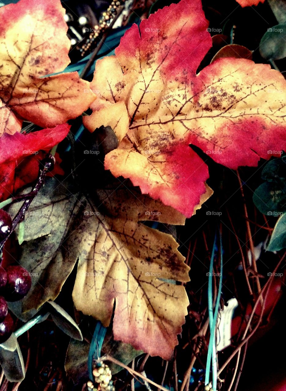 fall leaves color flora fauna