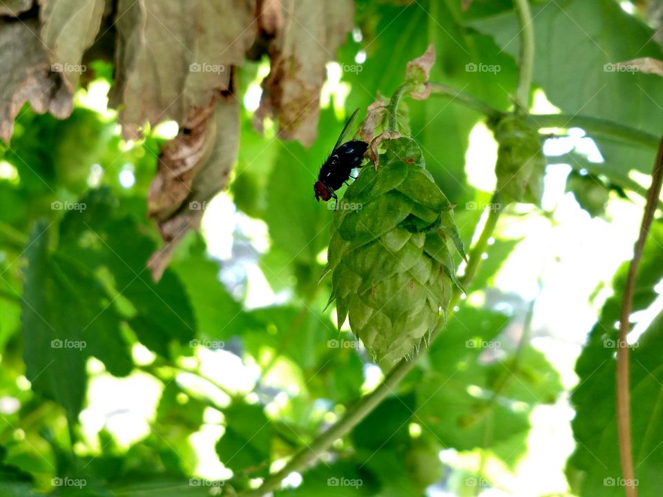 Fly on Hops