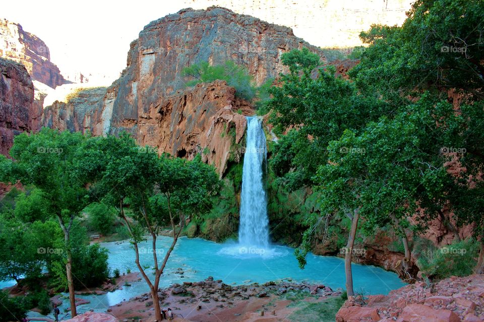 A beautiful desert oasis found deep within the Grand Canyon