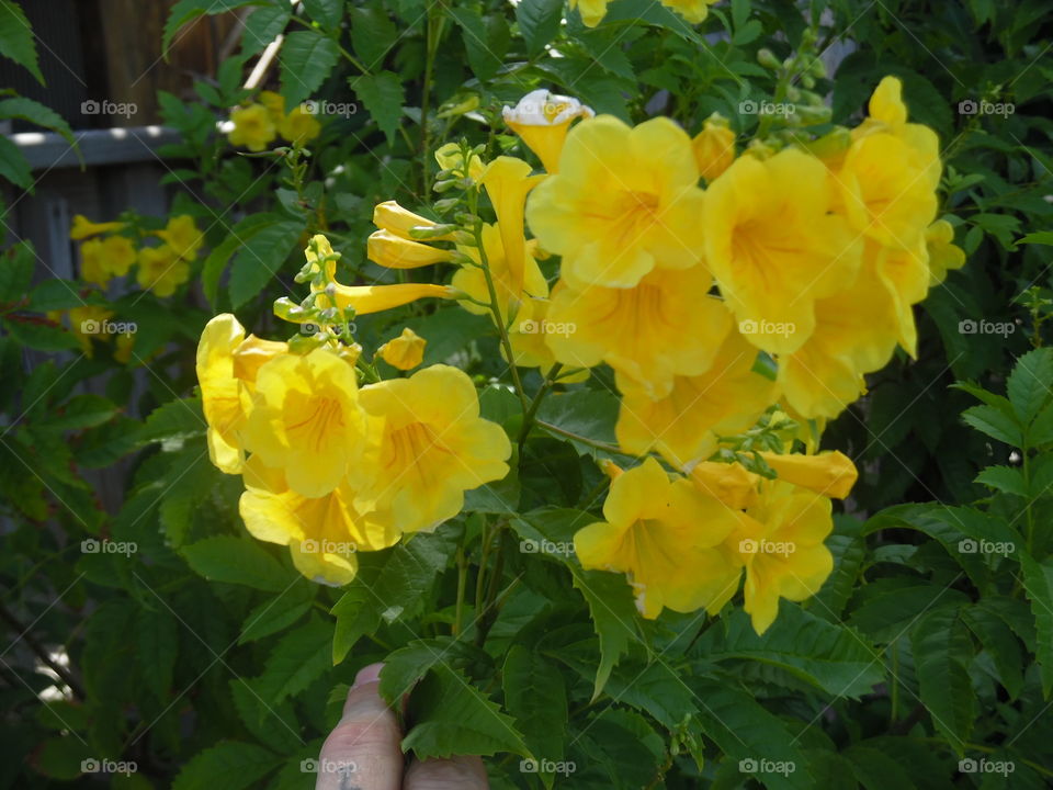 yellow roses. This is a vacation photo 📷 that I took while traveling to port Aransas Texas. 👣 🚶 🏃 🔥 💨
