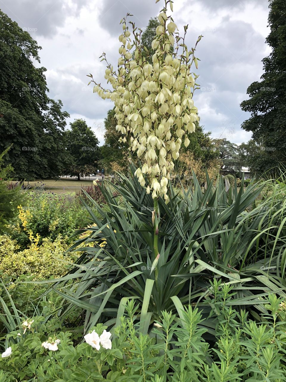 Not sure what exactly this very embracing plant is but it captured my imagination because of its supremacy.