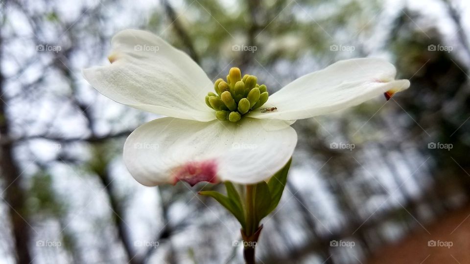 dogwood blooming in forest.