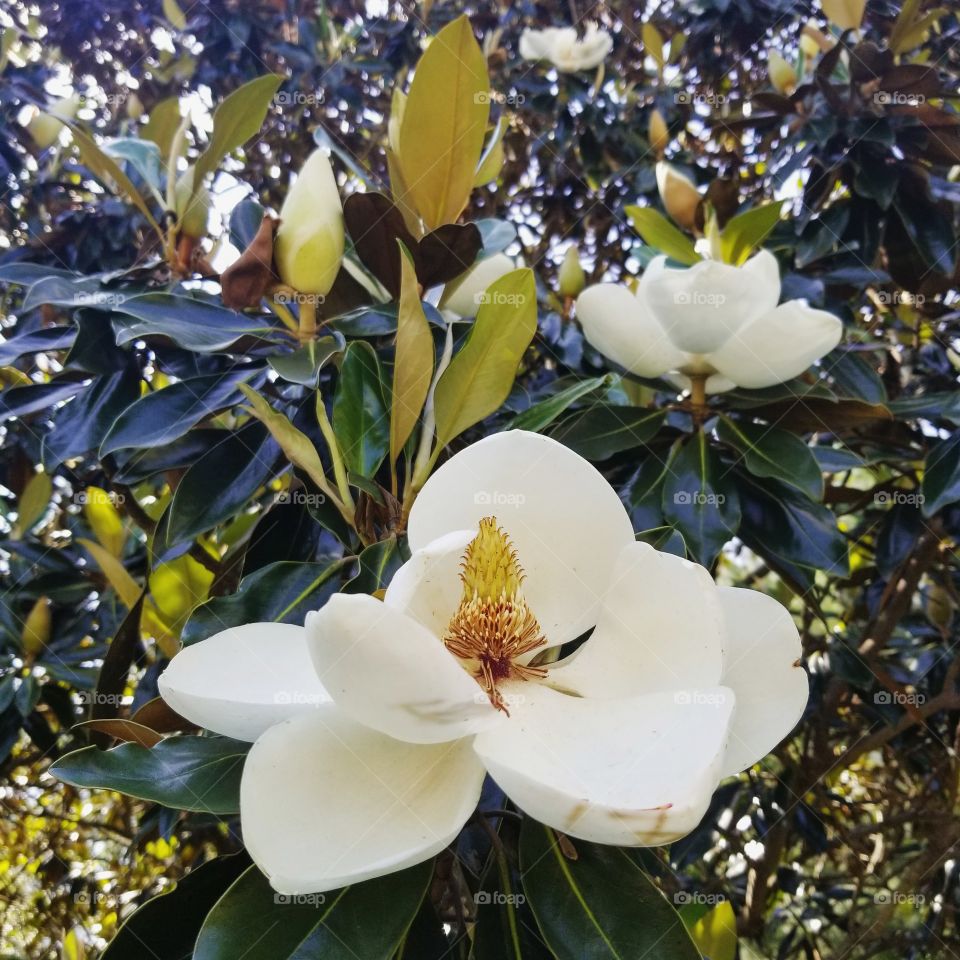 White Magnolia in bloom