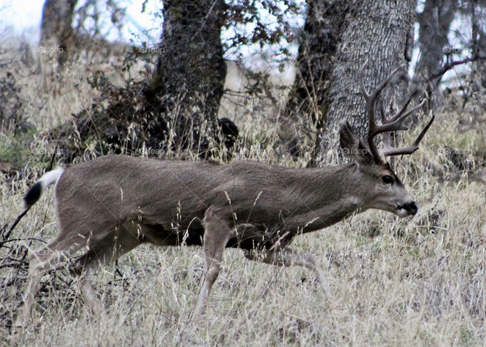 Big buck running 
