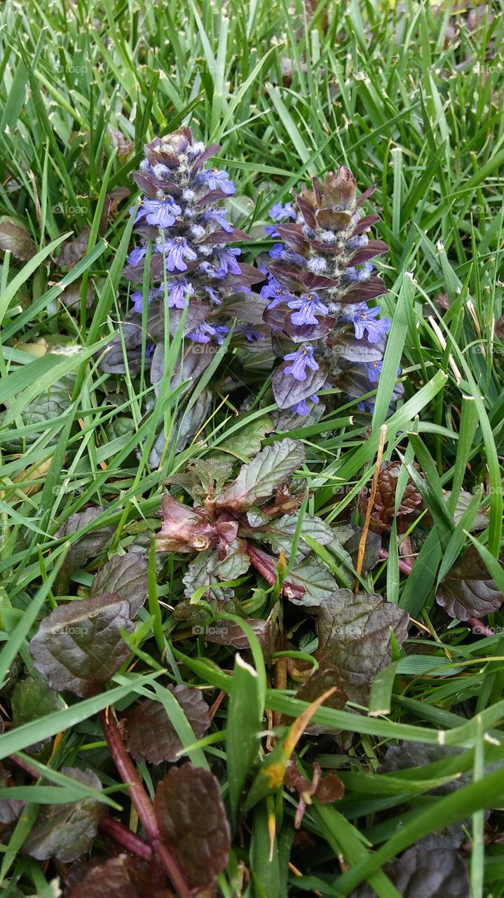 Flora, Nature, Leaf, Flower, Grass