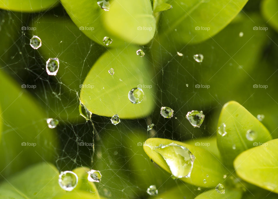 Drops of rainwater on a spiderweb above a green plant