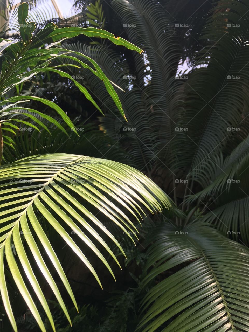 Huge green leaves; Full palms with good contrast and high resolution for depth and creative use. Have fun with this earthy jungle style image. 