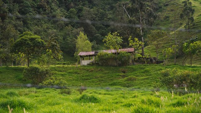 Hillside