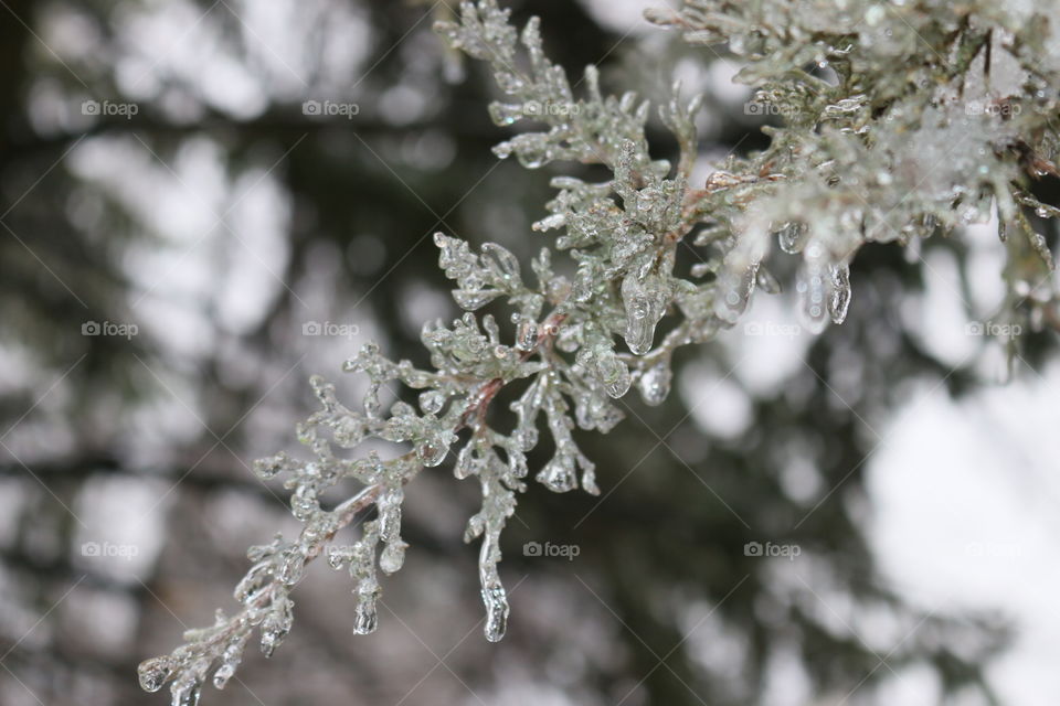 Frozen branch