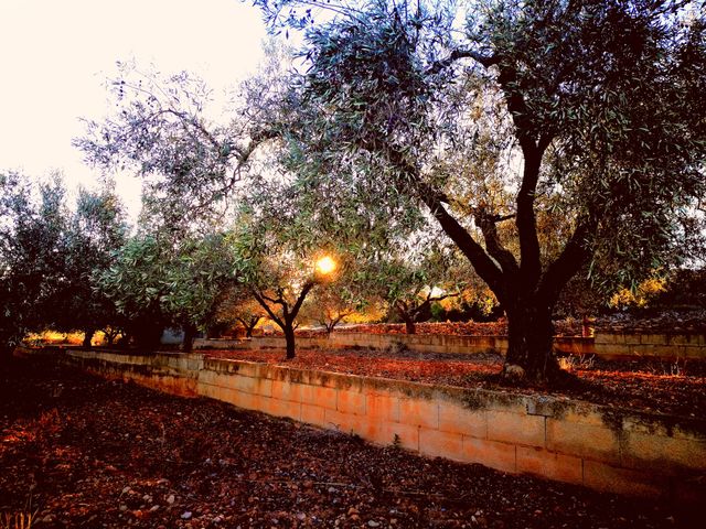 olive tree