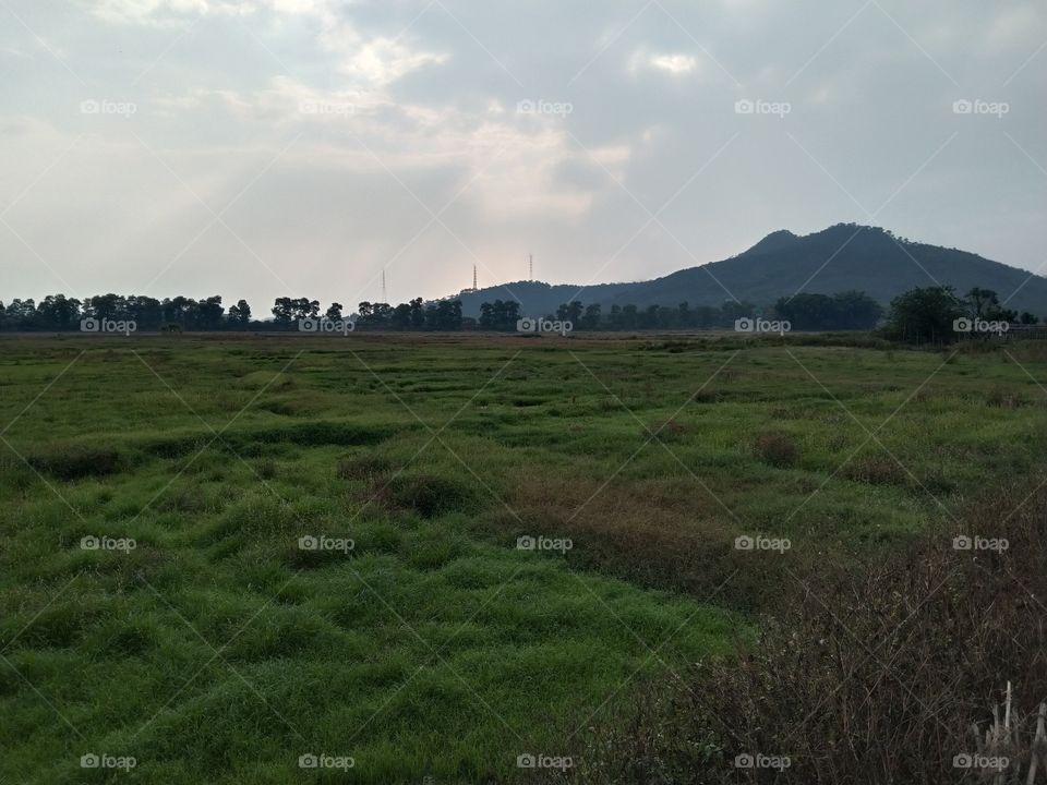 Landscape, scenery, trees, plants, natural, beautiful