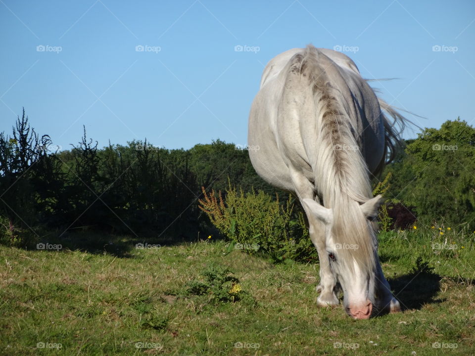 Majestic horses