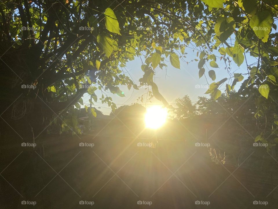 sun rays enter the foliage