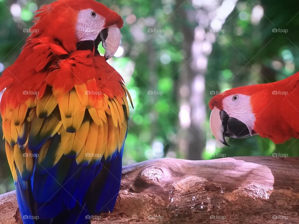Parrots enjoying 