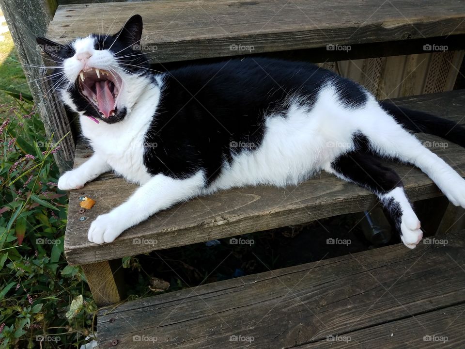 Cat Yawning