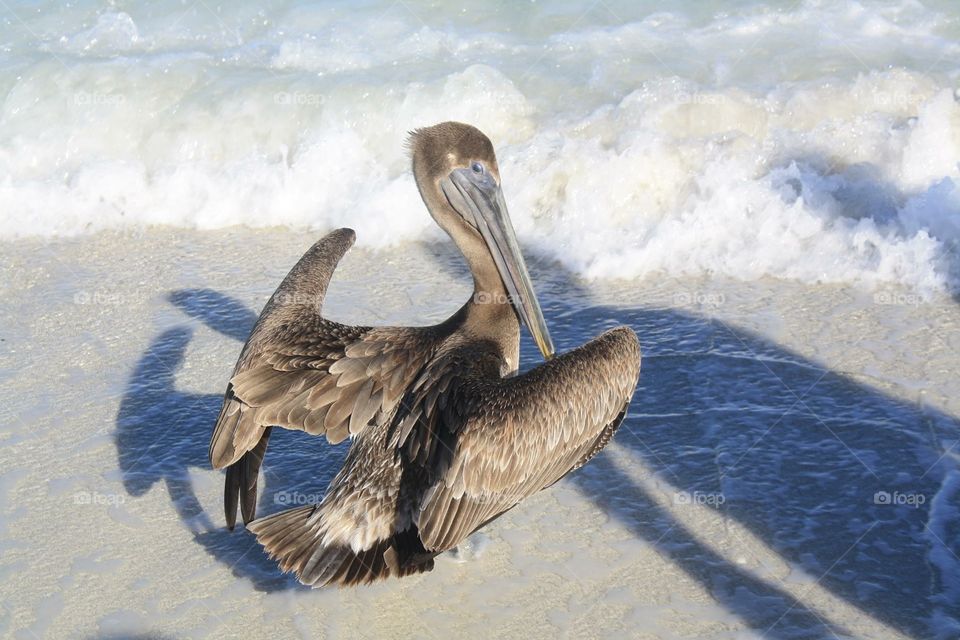 Pelican on the beach in Cuba 