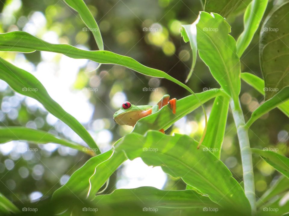 tree frog. tree frog in costa rica