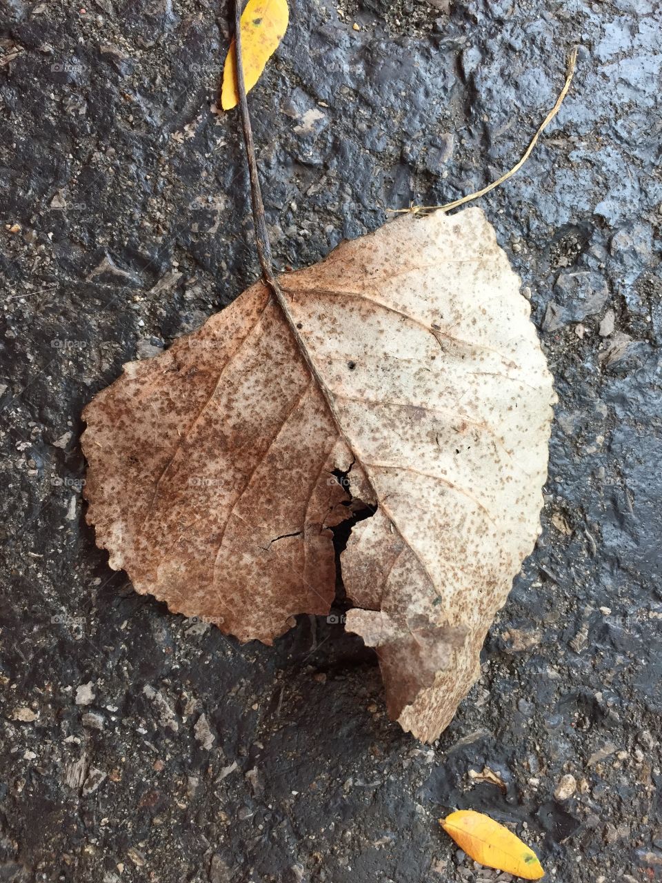 Brown leaf 2
