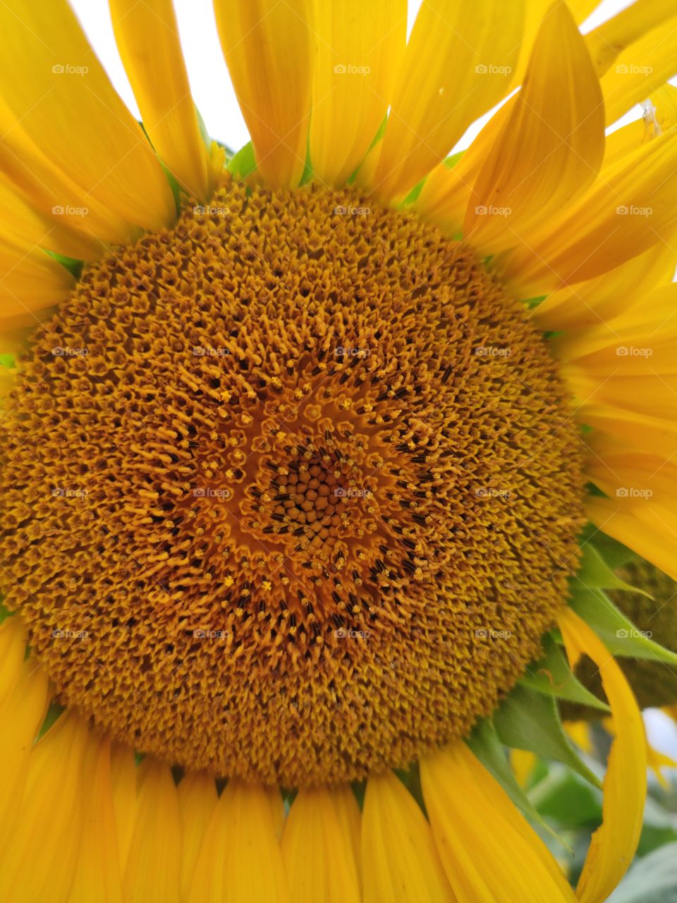 Sunflower symbolize worship and faithfulness in India because of their resemblance to the sun, which is associated with spiritual knowledge and the desire to seek light and truth.
