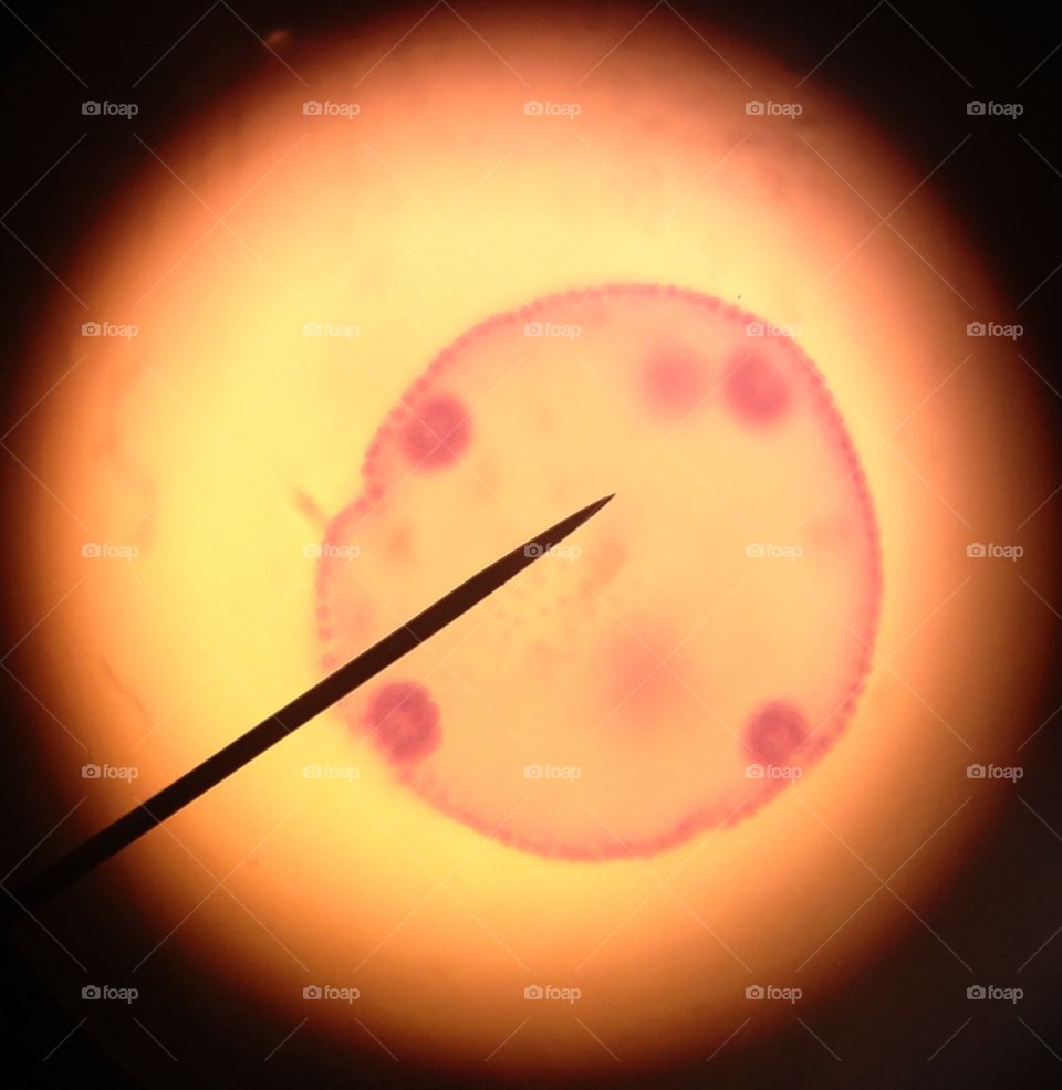 Animal Cell under a Microscope