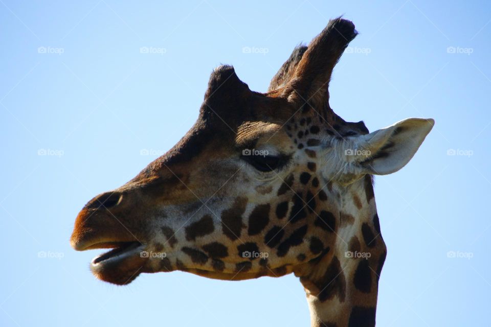 A close up of a giraffe