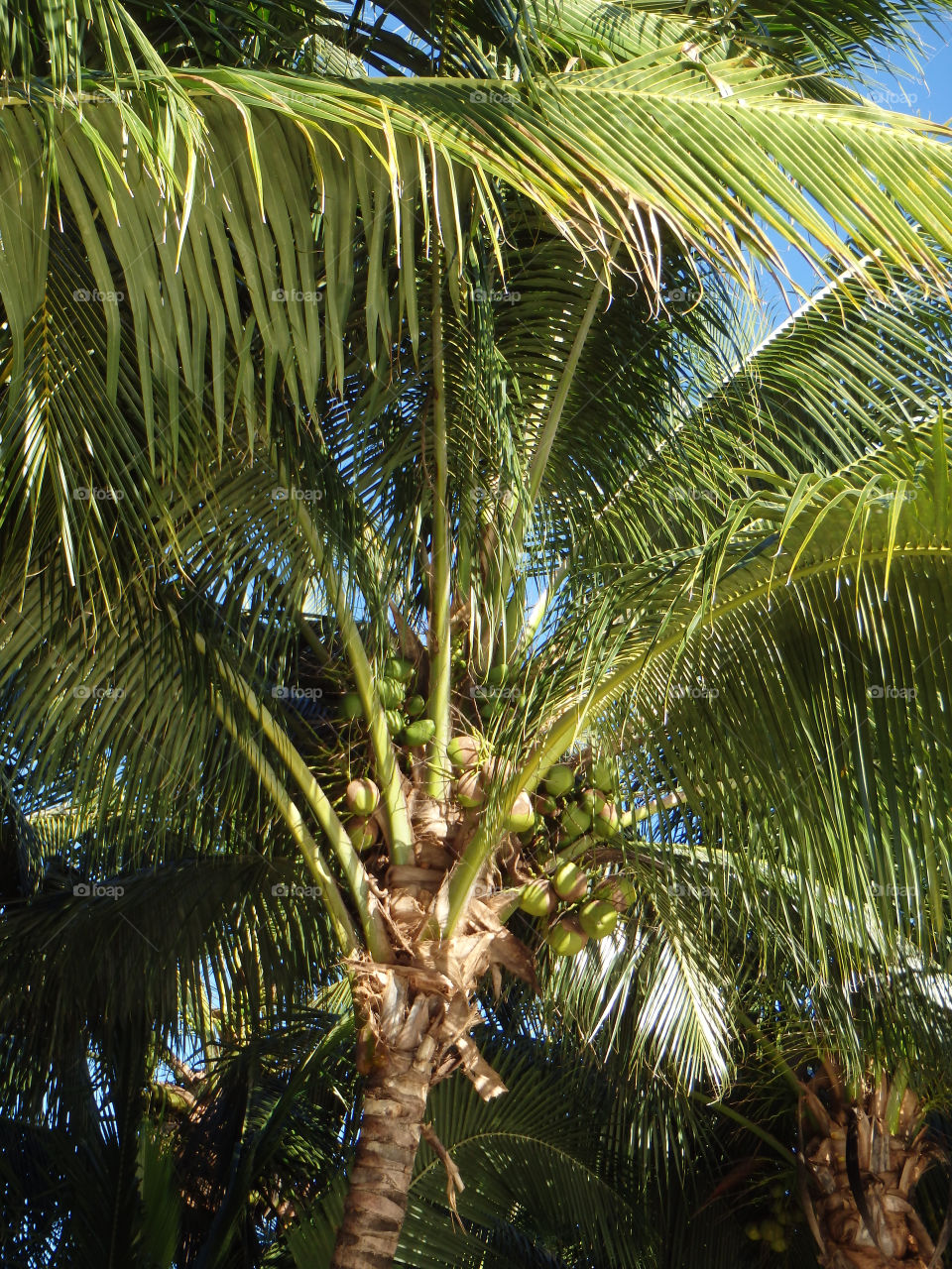 Palm