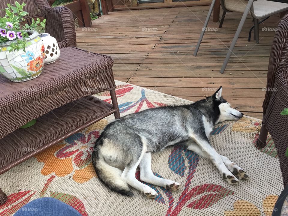 Husky at Rest