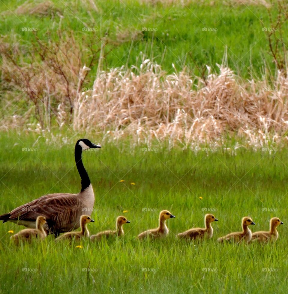 Momma Goose Leads the Way