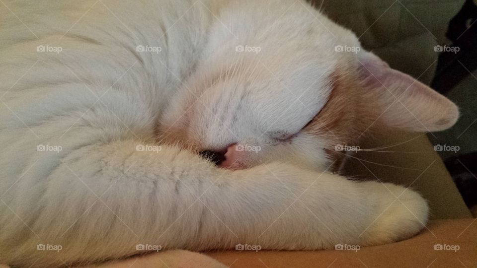 Sleeping Cat too tired to pay attention.