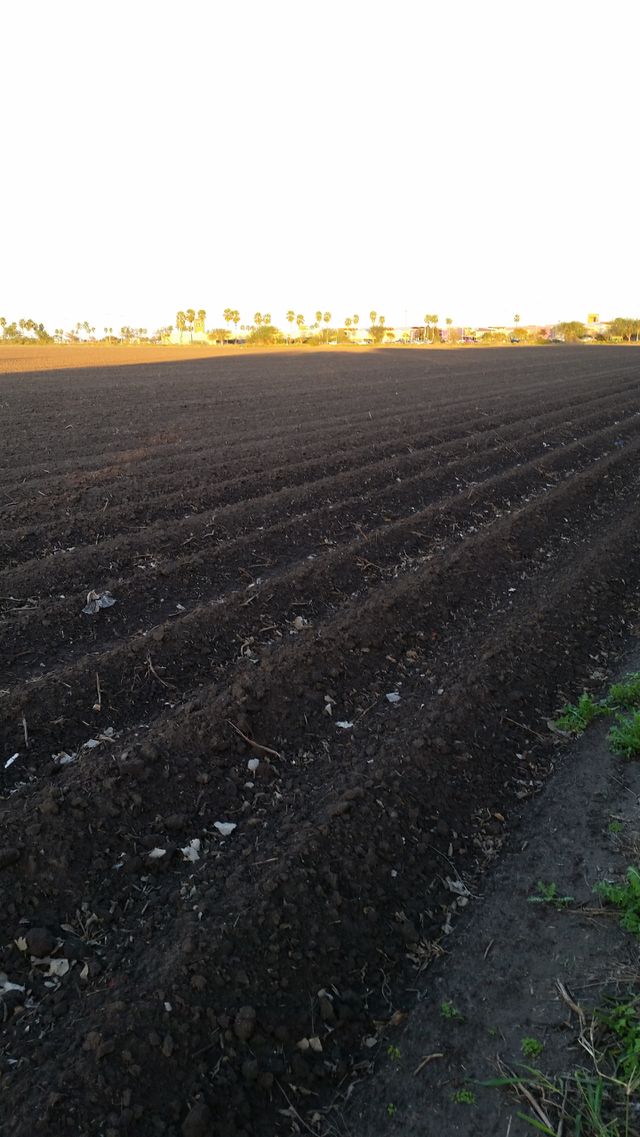 field