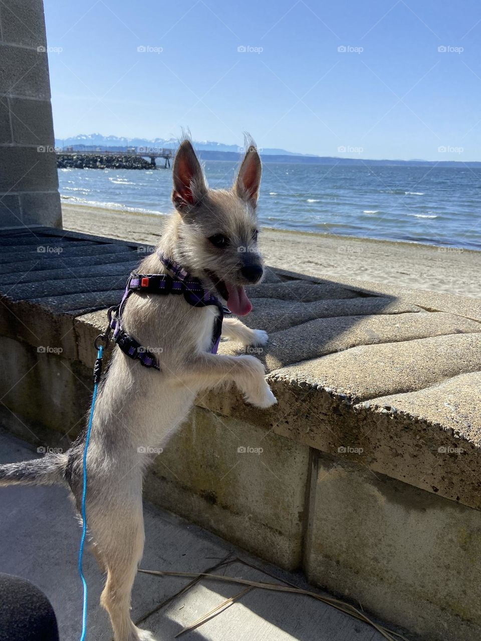 Puppy likes the view