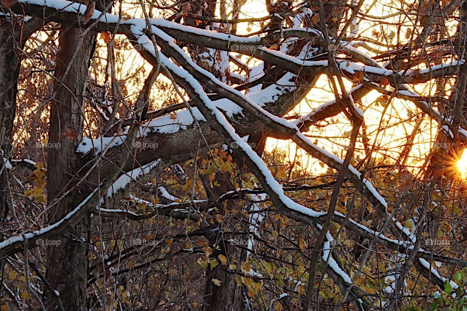 Snow covered branches in the beam of the setting sun