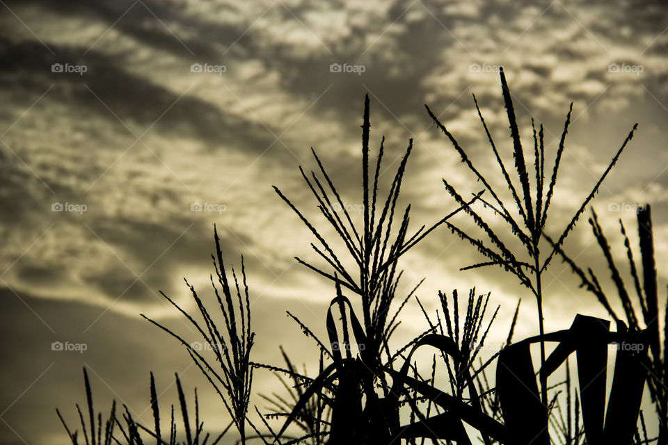 Silhouette of growing corn stalks. Nature, sunset, sky related picture.